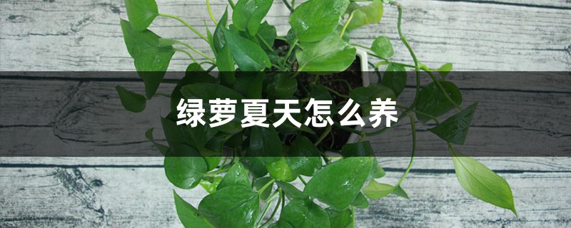 绿萝夏天怎么养