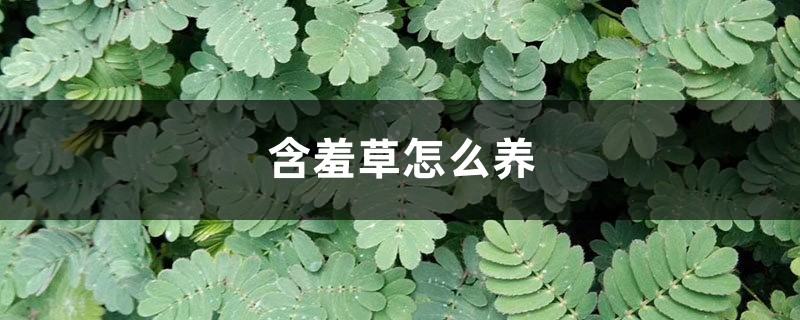 含羞草怎么养