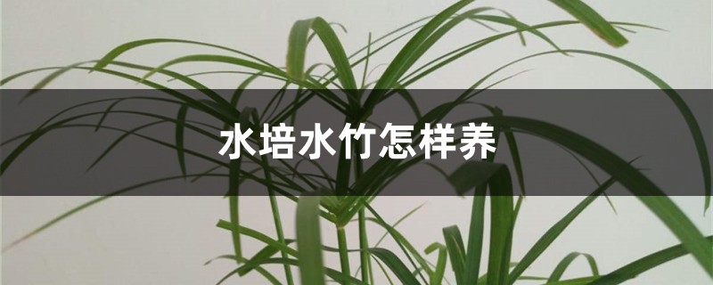 水培水竹怎样养