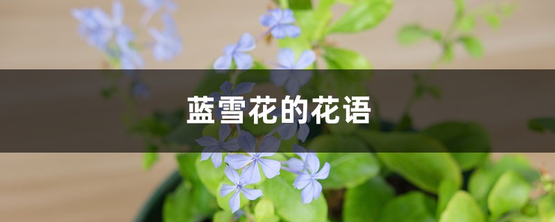 蓝雪花的花语