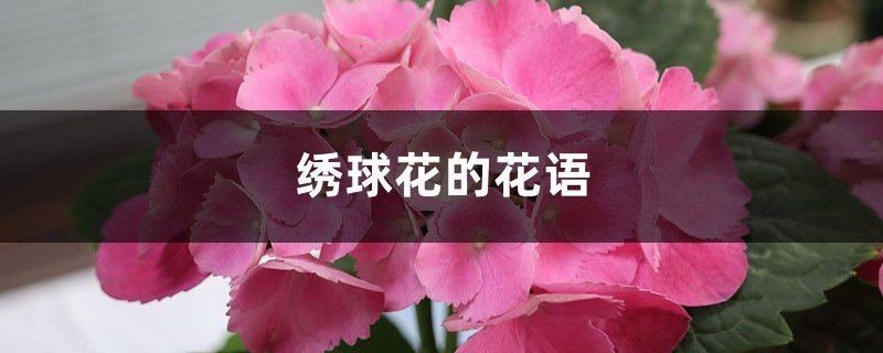 绣球花的花语