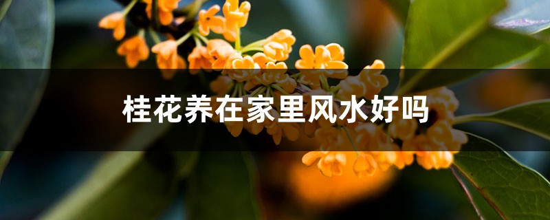 桂花养在家里风水好吗