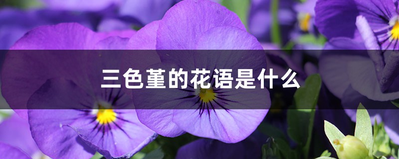 三色堇的花语是什么