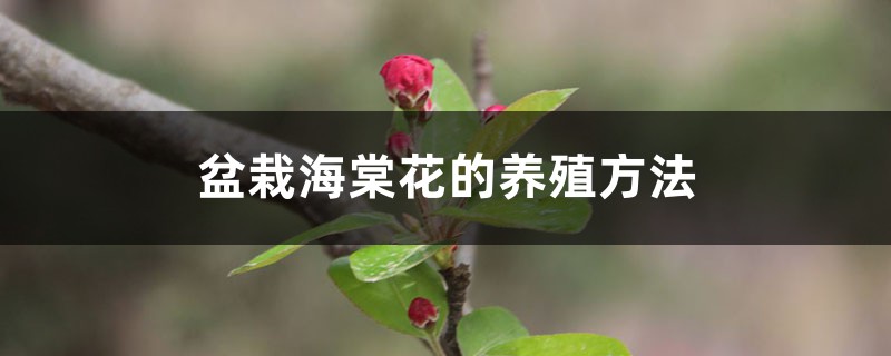 盆栽海棠花的养殖方法