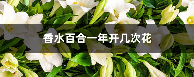 香水百合一年开几次花