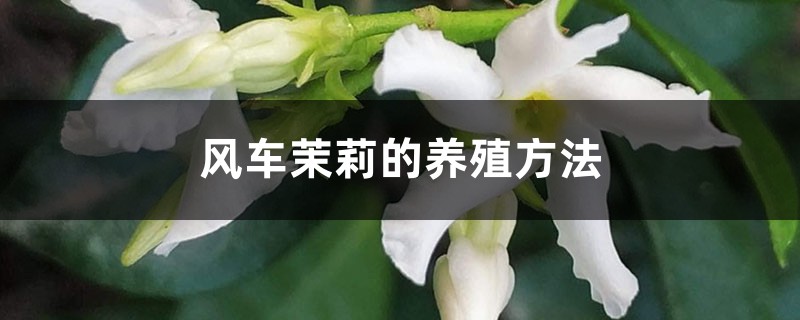 风车茉莉的养殖方法