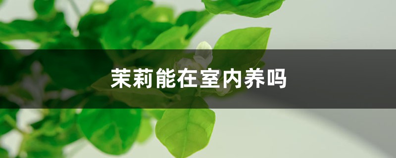 茉莉能在室内养吗