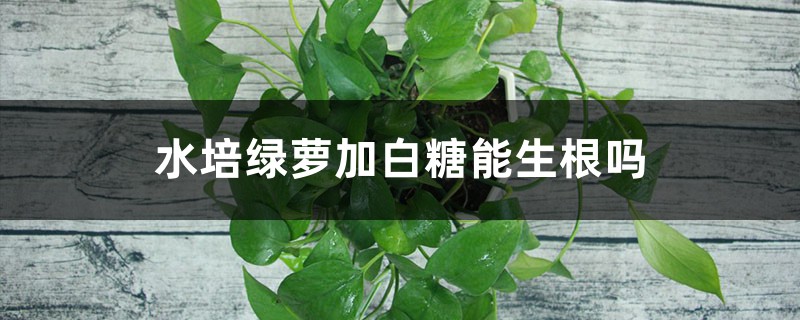 水培绿萝加白糖能生根吗