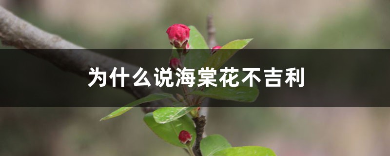 为什么说海棠花不吉利