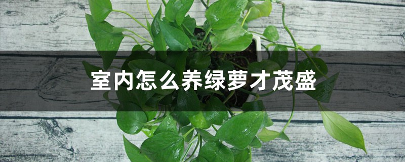 室内怎么养绿萝才茂盛