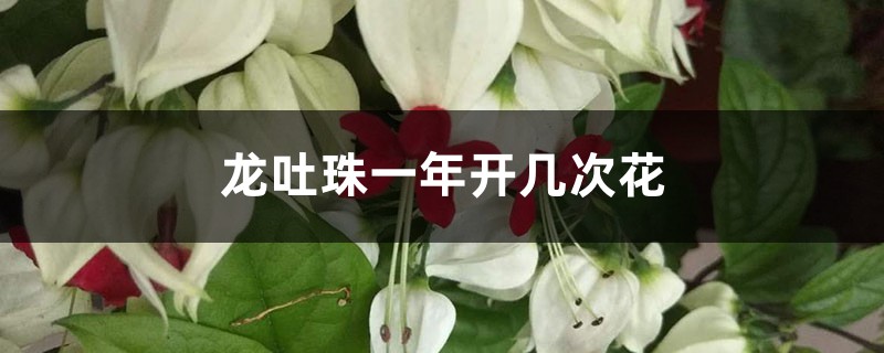 龙吐珠一年开几次花