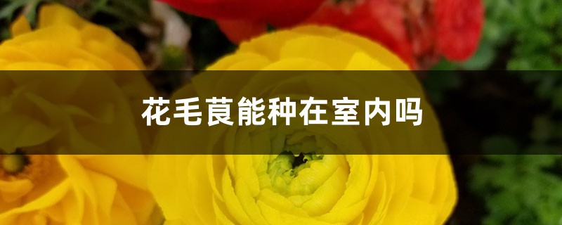 花毛茛能种在室内吗