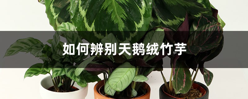 如何辨别天鹅绒竹芋