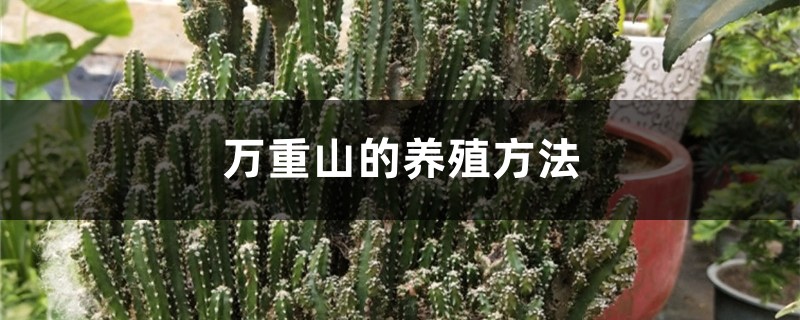 万重山的养殖方法