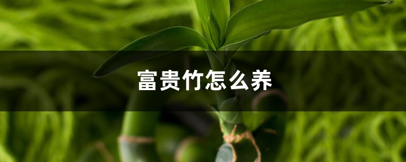 富贵竹怎么养