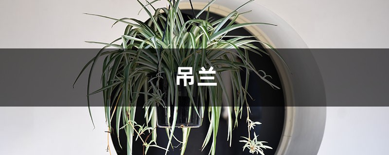 “吊兰”开花寓示“好运”，看看你家吊兰为何不开花？