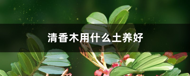 清香木用什么土养好