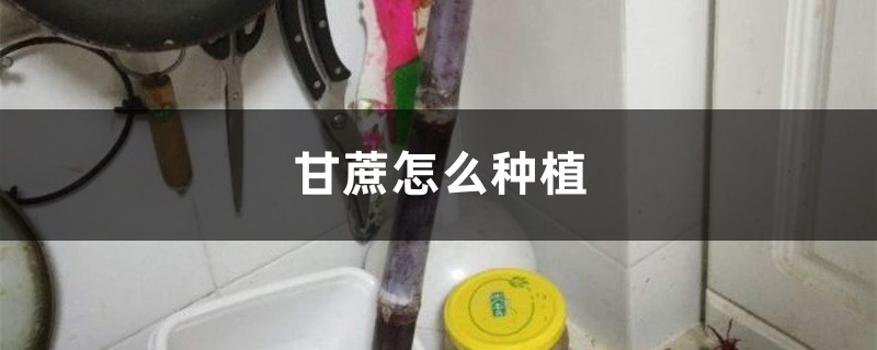 甘蔗怎么种植