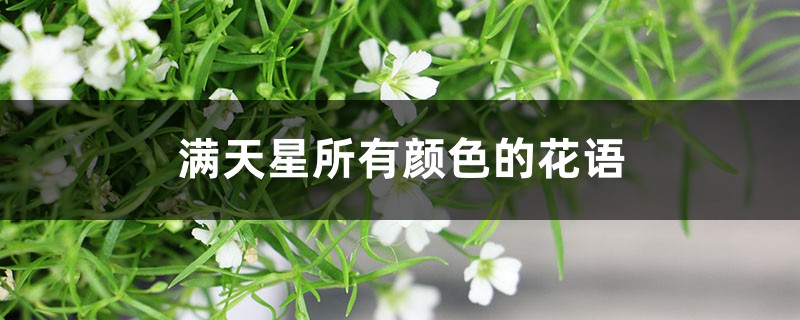 满天星所有颜色的花语