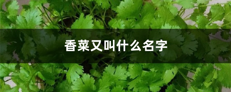 香菜又叫什么名字