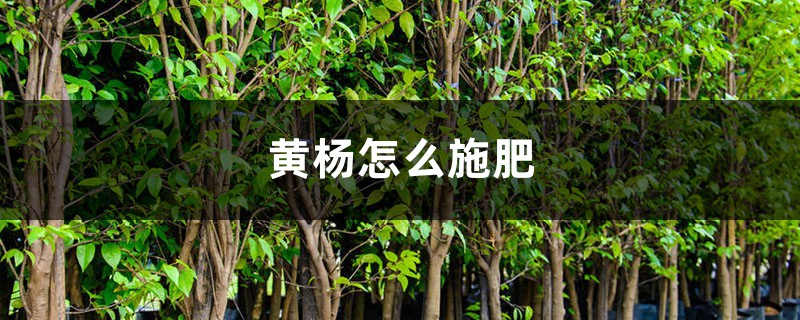 黄杨怎么施肥