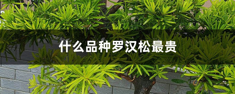 什么品种罗汉松最贵