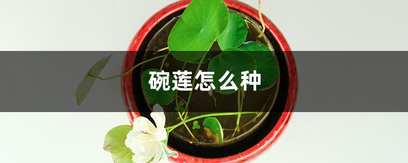 碗莲怎么种