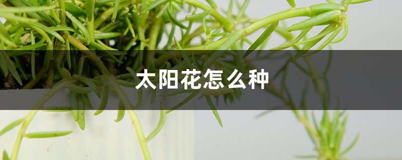 太阳花怎么种