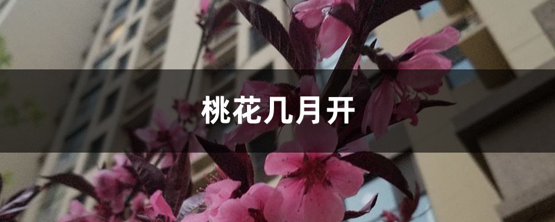 桃花几月开