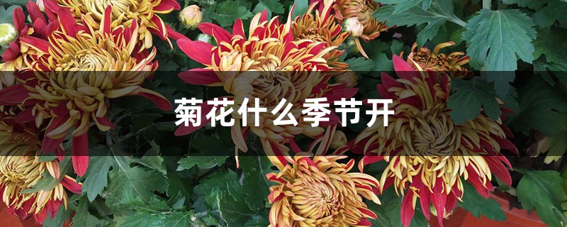 菊花什么季节开