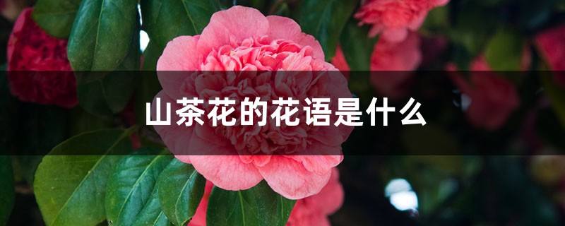 山茶花的花语是什么