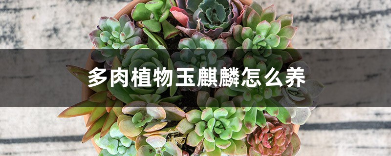 多肉植物玉麒麟怎么养