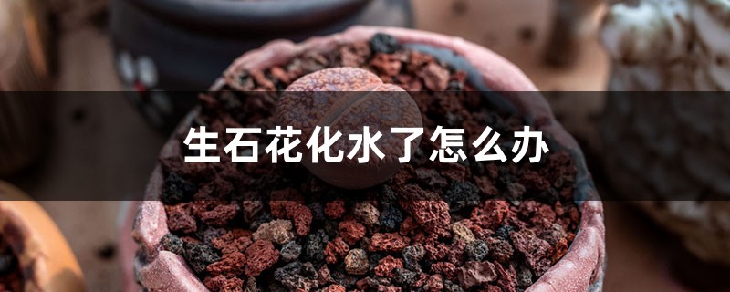 生石花化水了怎么办