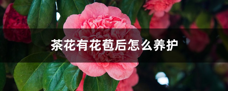 茶花有花苞后怎么养护