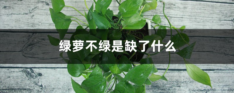 “绿萝”为啥总黄叶？老花农告诉你，因为缺了“它”