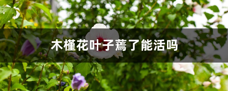 木槿花叶子蔫了能活吗