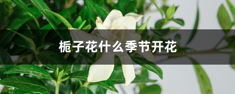 栀子花什么季节开花