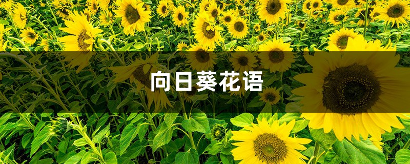 向日葵花语