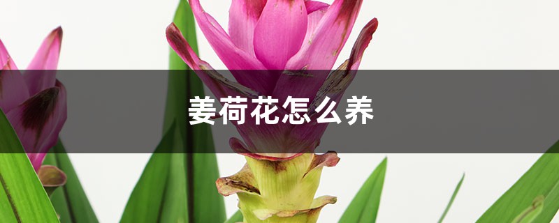 姜荷花怎么养