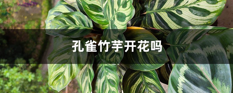 孔雀竹芋开花吗