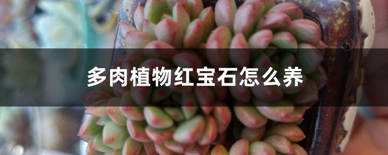 多肉植物红宝石怎么养