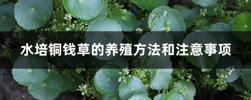 水培铜钱草的养殖方法和注意事项