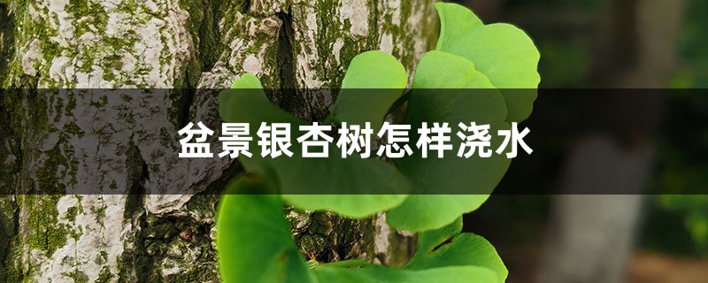 盆景银杏树怎样浇水