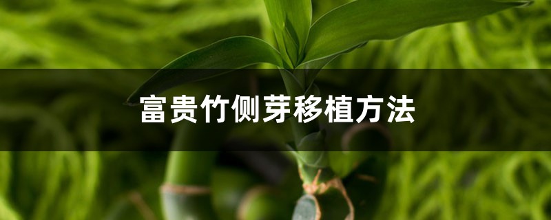 富贵竹侧芽移植方法