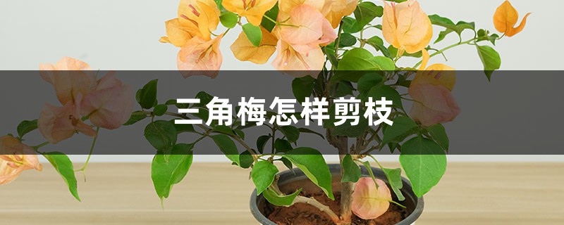 三角梅怎样剪枝