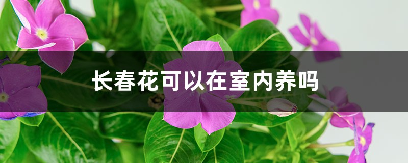 长春花可以在室内养吗