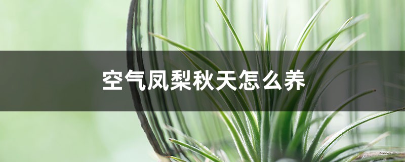 空气凤梨秋天怎么养