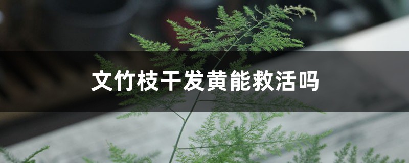 文竹枝干发黄能救活吗