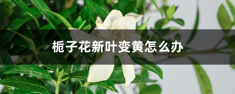 栀子花新叶变黄怎么办