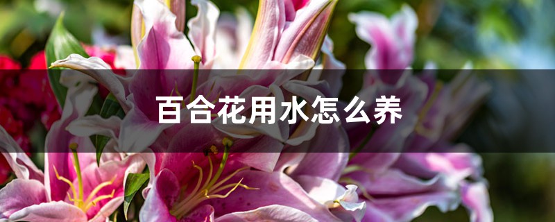 百合花用水怎么养